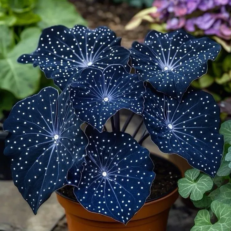 🌟 Midnight begonia – a vibrant addition to your home! 🌟